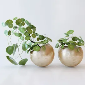 Pile peperomievidnaya